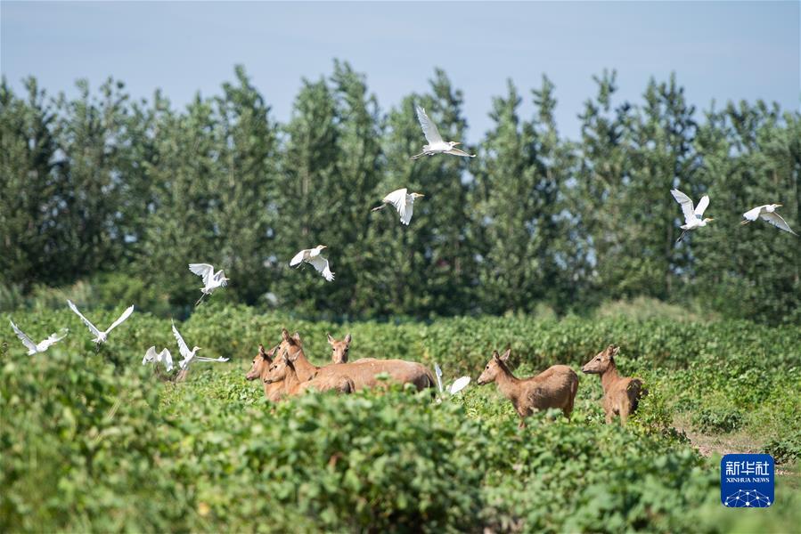 （新華全媒頭條·聚焦生物多樣性大會(huì)·圖文互動(dòng)）（9）攜手同行，開(kāi)啟人類(lèi)高質(zhì)量發(fā)展新征程——習(xí)近平主席在《生物多樣性公約》第十五次締約方大會(huì)領(lǐng)導(dǎo)人峰會(huì)上的主旨講話解讀